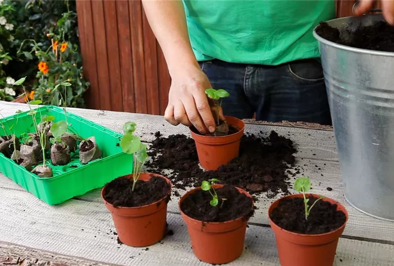 Kapuzinerkresse - Umtopfen der Anzucht (4)