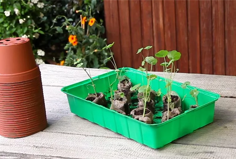 Kapuzinerkresse - Umtopfen der Anzucht (1)