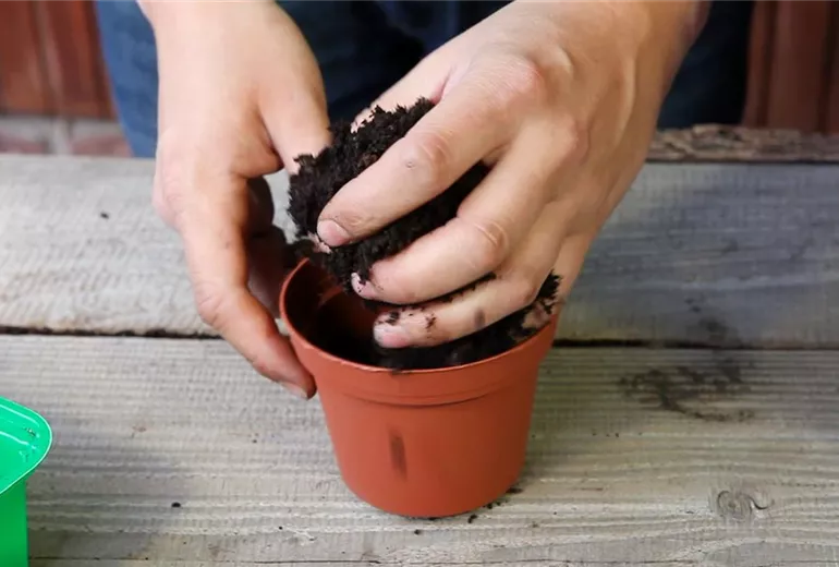 Kapuzinerkresse - Umtopfen der Anzucht (3)