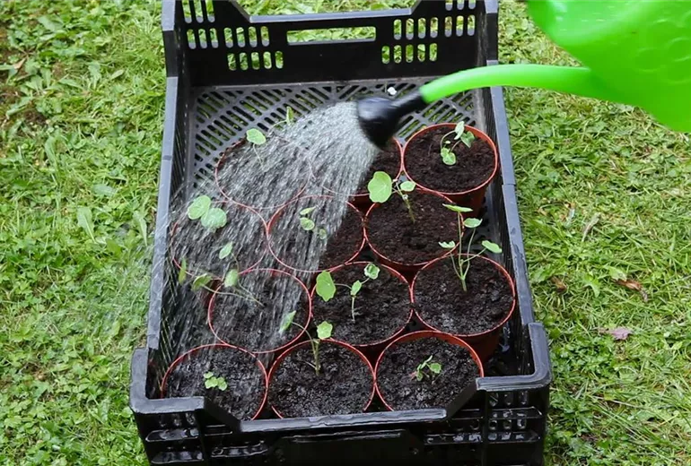 Kapuzinerkresse - Umtopfen der Anzucht (5)