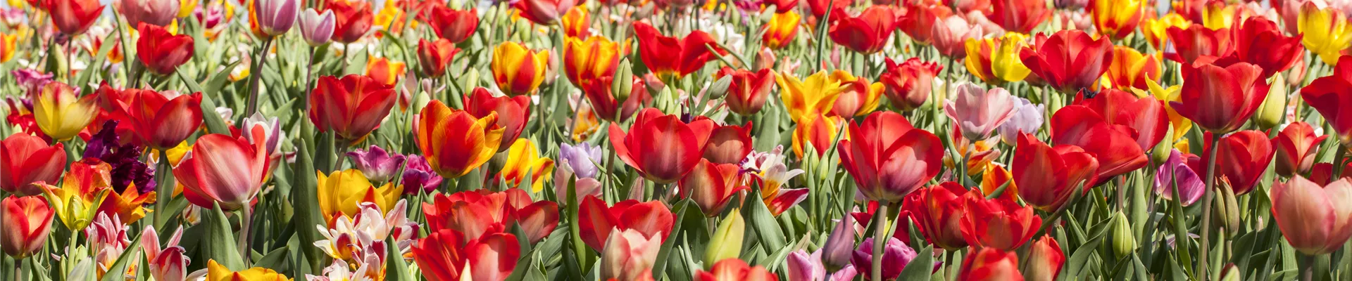 Tulipa Tulipa