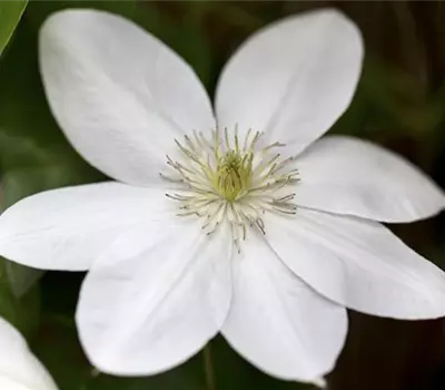 Clematis 'White Arabella' -S-