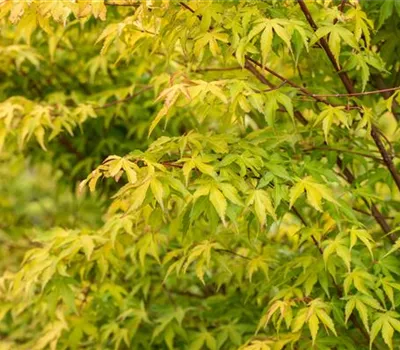 Acer palmatum 'Katsura'
