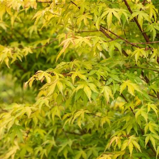 Acer palmatum 'Katsura'