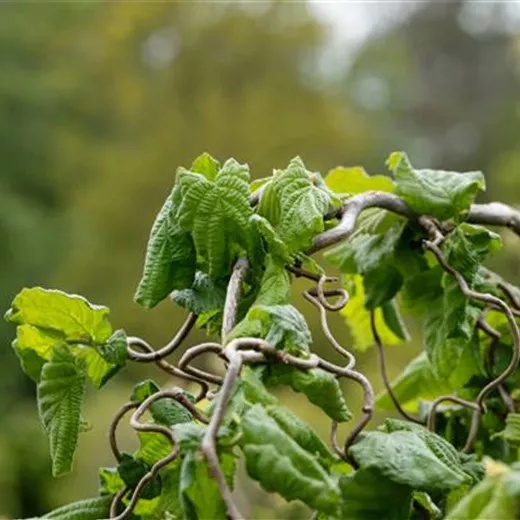 Corylus av.'Contorta'
