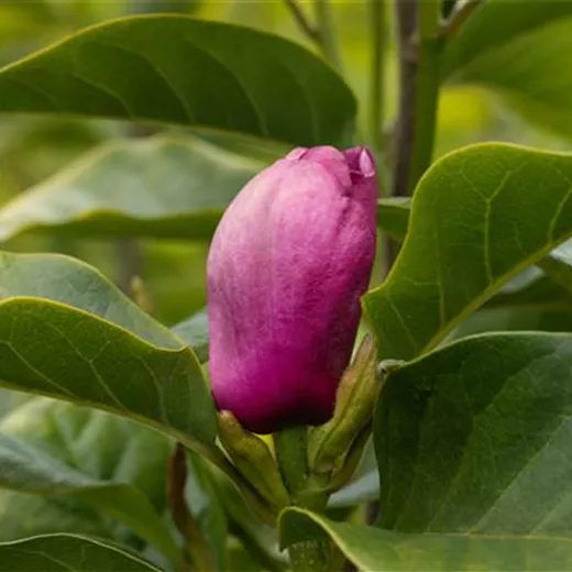 Magnolia 'Black Tulip' Magnolia 'Black Tulip'