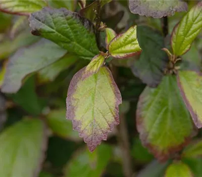 Parrotia persica "Persian Spire" Parrotia persica "Persian Spire"