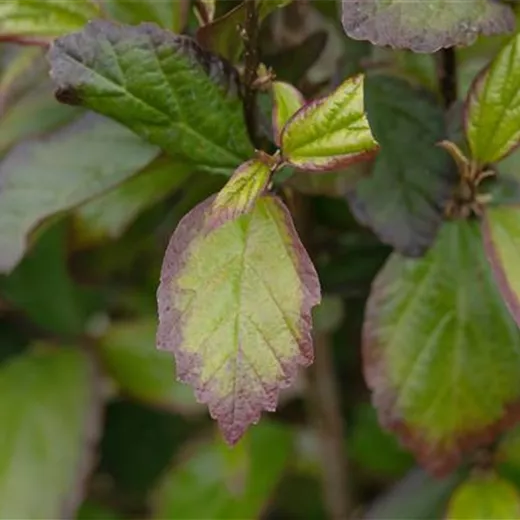 Parrotia persica "Persian Spire"