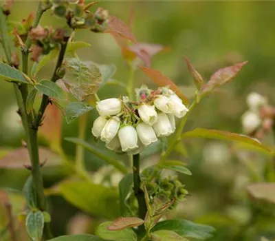 Vaccinium corymbosum "North Country" Vaccinium corymbosum "North Country"