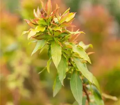 Vaccinium corymb "Luckyberry"