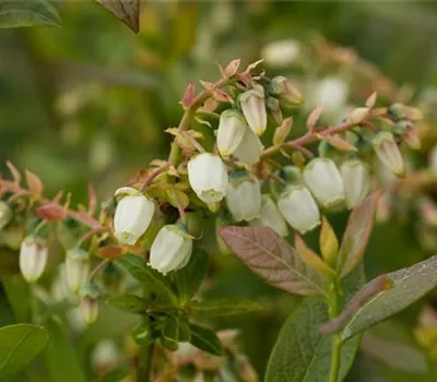 Vaccinium corymb.'Elizabeth' CAC
