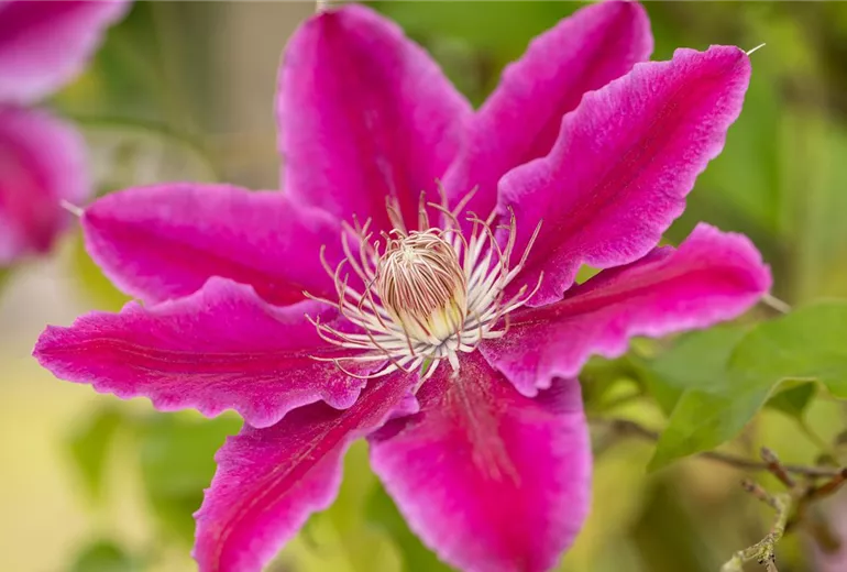 Clematis 'Dr. Ruppel' Clematis 'Dr. Ruppel'