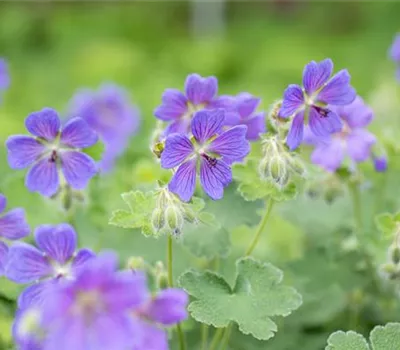 Geranium renardii 'Philippe Vapelle'