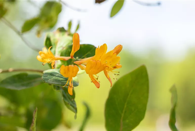 Lonicera tellmanniana Lonicera tellmanniana