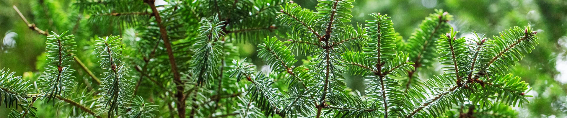 Pseudotsuga menziesii 'Fretsii'