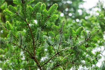 Nadelgehölze Nadelgehölze