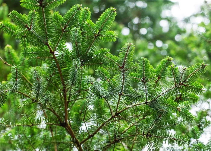 Unsere Nadelgehölze Unsere Nadelgehölze