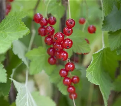 Johannisbeersträucher nach der Ernte schneiden Johannisbeersträucher nach der Ernte schneiden