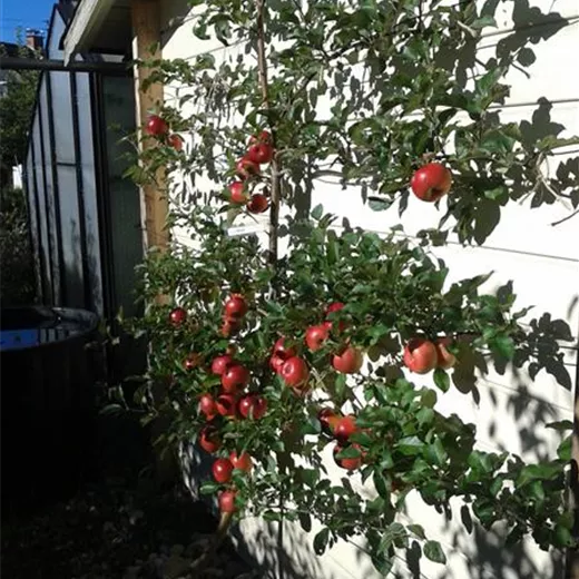 Malus "Berleis" Malus "Berleis"