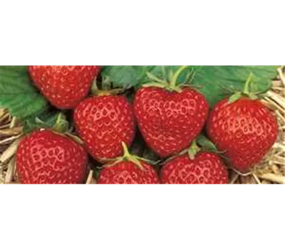 Fragaria 'Mara des Bois' CAC Fragaria 'Mara des Bois' CAC