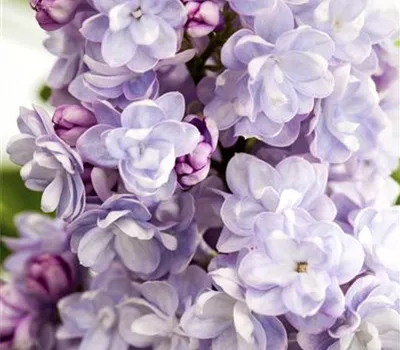 Syringa vulg.'Michel Buchner' Syringa vulg.'Michel Buchner'