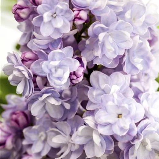 Syringa vulg.'Michel Buchner' Syringa vulg.'Michel Buchner'