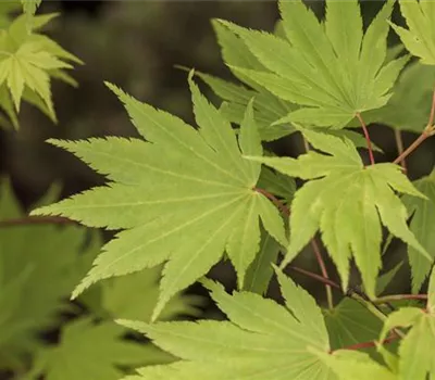 Acer shirasawanum 'Jordan' -S-