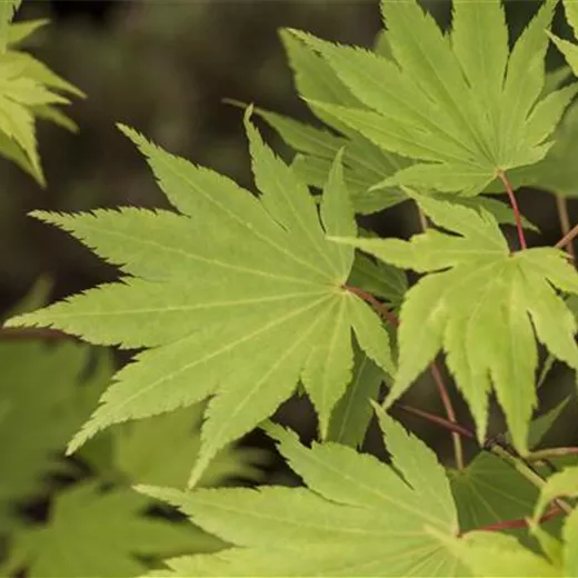 Acer shirasawanum 'Jordan' -S-