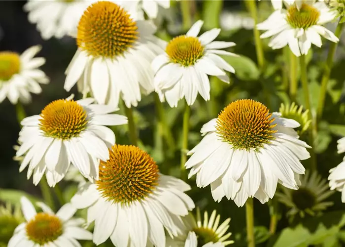 Echinacea purpurea 'PowWow White'