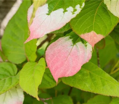 Actinidia kolomikta Actinidia kolomikta