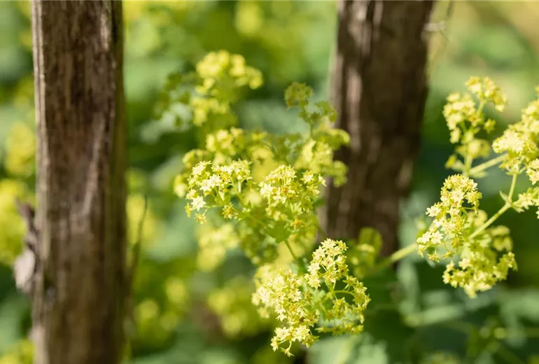 Alchemilla epipsila Alchemilla epipsila
