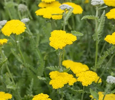 Achillea clypeolata 'Moonshine'