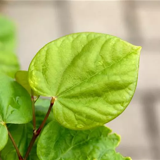 Cercis chinensis 'Avondale'