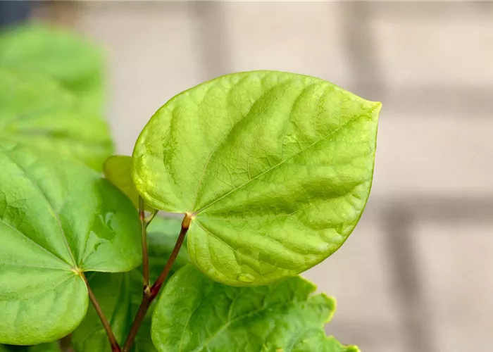 Cercis chinensis 'Avondale'