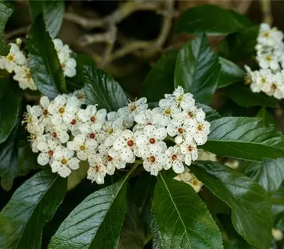 Crataegus persimilis