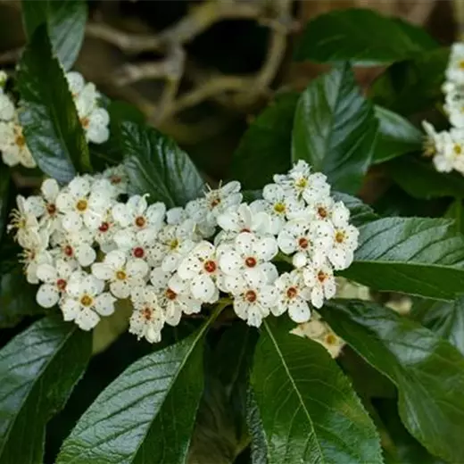 Crataegus persimilis
