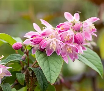 Deutzia magnifica 'Tourbillon Rouge'
