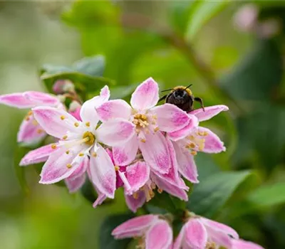 Deutzia hybrida 'Strawberry Fields'