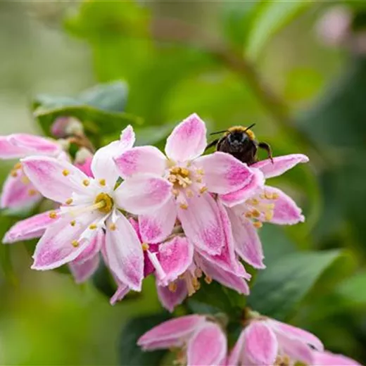 Deutzia hybrida 'Strawberry Fields' Deutzia hybrida 'Strawberry Fields'