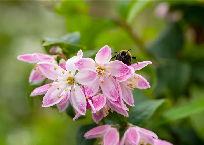 Deutzia hybrida 'Strawberry Fields'