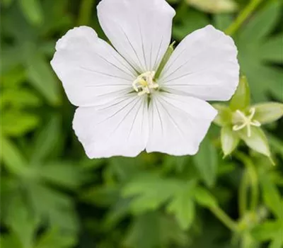 Geranium sanguineum 'Album'