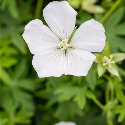 Geranium sanguineum 'Album'
