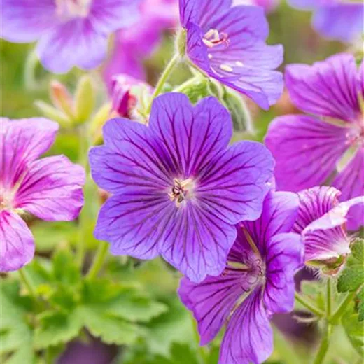 Geranium x magnificum 'Rosemoor'
