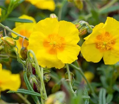 Helianthemum x cult.'Golden Queen'