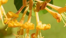 Lonicera tellmanniana