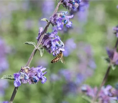 Nepeta x faassenii 'Walker's Low'