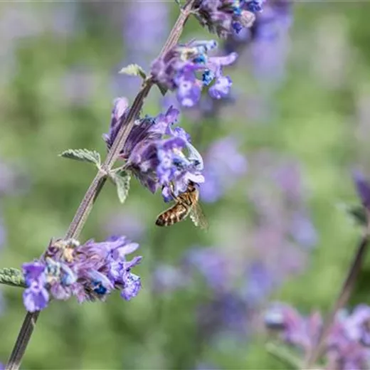 Nepeta x faassenii 'Walker's Low'