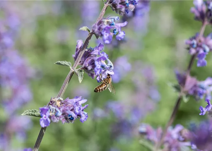 Nepeta x faassenii 'Walker's Low'