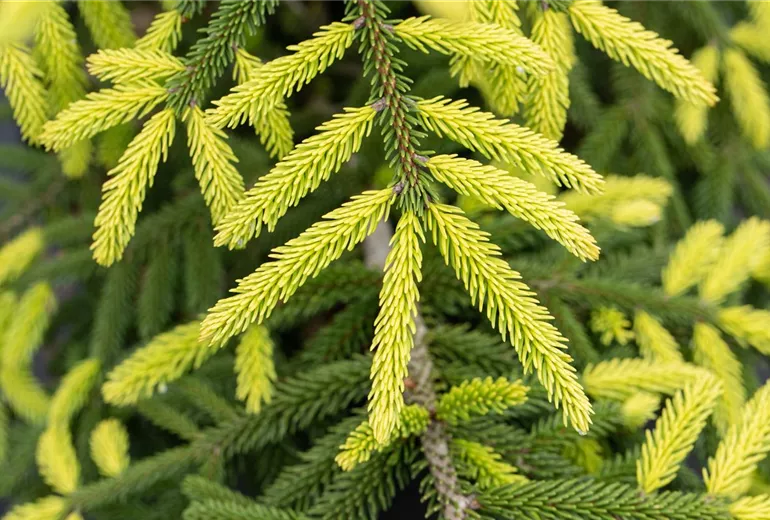Picea orientalis 'Aurea'