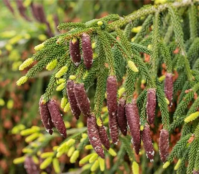 Picea orientalis 'Aureospicata' Picea orientalis 'Aureospicata'